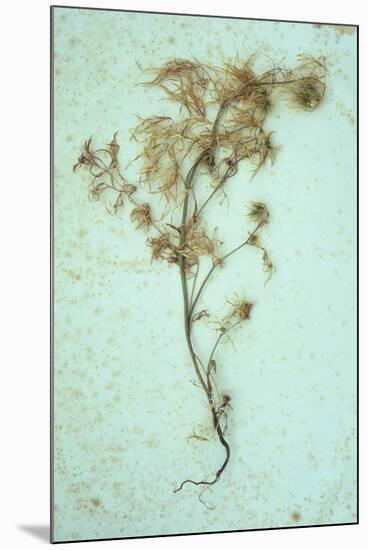 Dried Plant-Den Reader-Mounted Photographic Print