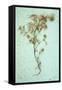 Dried Plant-Den Reader-Framed Stretched Canvas