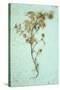 Dried Plant-Den Reader-Stretched Canvas