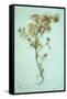 Dried Plant-Den Reader-Framed Stretched Canvas