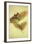 Dried Plant-Den Reader-Framed Photographic Print