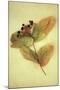 Dried Plant-Den Reader-Mounted Photographic Print