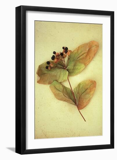 Dried Plant-Den Reader-Framed Premium Photographic Print