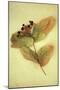 Dried Plant-Den Reader-Mounted Premium Photographic Print