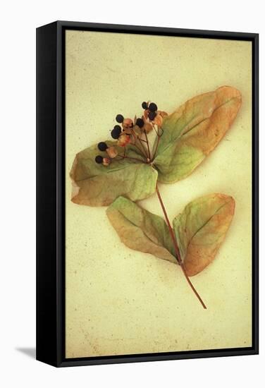 Dried Plant-Den Reader-Framed Stretched Canvas