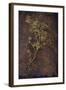 Dried Plant-Den Reader-Framed Photographic Print