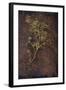 Dried Plant-Den Reader-Framed Photographic Print