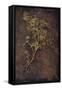 Dried Plant-Den Reader-Framed Stretched Canvas