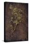 Dried Plant-Den Reader-Stretched Canvas