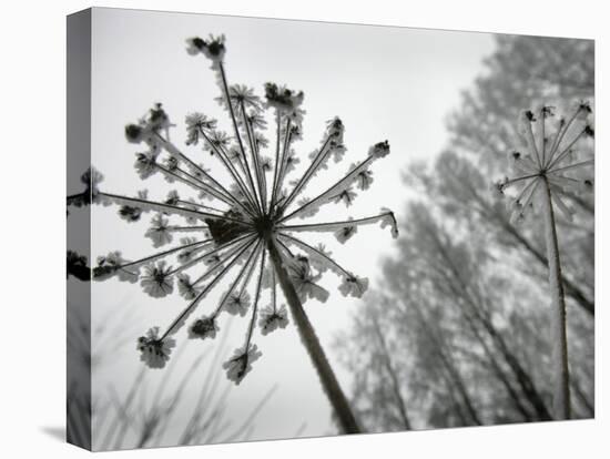 Dried Plants and Trees Covered with Hoarfrost are Seen in a Forest Near Village Veragi, Belarus-null-Stretched Canvas