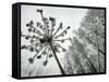 Dried Plants and Trees Covered with Hoarfrost are Seen in a Forest Near Village Veragi, Belarus-null-Framed Stretched Canvas