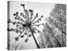 Dried Plants and Trees Covered with Hoarfrost are Seen in a Forest Near Village Veragi, Belarus-null-Stretched Canvas