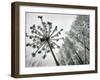 Dried Plants and Trees Covered with Hoarfrost are Seen in a Forest Near Village Veragi, Belarus-null-Framed Photographic Print