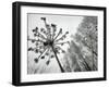 Dried Plants and Trees Covered with Hoarfrost are Seen in a Forest Near Village Veragi, Belarus-null-Framed Photographic Print