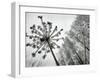 Dried Plants and Trees Covered with Hoarfrost are Seen in a Forest Near Village Veragi, Belarus-null-Framed Photographic Print