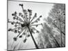 Dried Plants and Trees Covered with Hoarfrost are Seen in a Forest Near Village Veragi, Belarus-null-Mounted Photographic Print