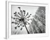 Dried Plants and Trees Covered with Hoarfrost are Seen in a Forest Near Village Veragi, Belarus-null-Framed Photographic Print