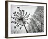 Dried Plants and Trees Covered with Hoarfrost are Seen in a Forest Near Village Veragi, Belarus-null-Framed Photographic Print