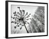 Dried Plants and Trees Covered with Hoarfrost are Seen in a Forest Near Village Veragi, Belarus-null-Framed Photographic Print