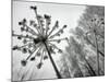 Dried Plants and Trees Covered with Hoarfrost are Seen in a Forest Near Village Veragi, Belarus-null-Mounted Photographic Print