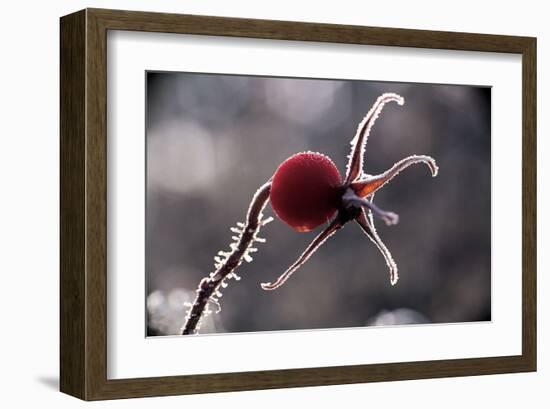 Dried Poppy Head-null-Framed Art Print