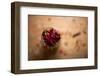 Dried Red Chillies in a Mason Jar-Alastair Macpherson-Framed Photographic Print