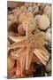 Dried Sea Stars Sold as Souvenirs. Zihuatanejo, Mexico-Julien McRoberts-Mounted Photographic Print