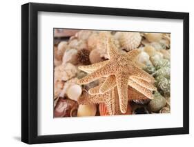 Dried Sea Stars Sold as Souvenirs. Zihuatanejo, Mexico-Julien McRoberts-Framed Photographic Print