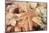 Dried Sea Stars Sold as Souvenirs. Zihuatanejo, Mexico-Julien McRoberts-Mounted Photographic Print