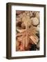 Dried Sea Stars Sold as Souvenirs. Zihuatanejo, Mexico-Julien McRoberts-Framed Photographic Print