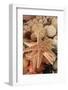 Dried Sea Stars Sold as Souvenirs. Zihuatanejo, Mexico-Julien McRoberts-Framed Photographic Print