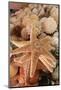 Dried Sea Stars Sold as Souvenirs. Zihuatanejo, Mexico-Julien McRoberts-Mounted Photographic Print