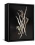 Dried Seahorses and Pipefish-Ken Seet-Framed Stretched Canvas