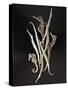 Dried Seahorses and Pipefish-Ken Seet-Stretched Canvas