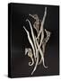 Dried Seahorses and Pipefish-Ken Seet-Stretched Canvas