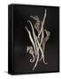 Dried Seahorses and Pipefish-Ken Seet-Framed Stretched Canvas