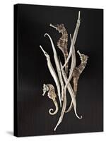 Dried Seahorses and Pipefish-Ken Seet-Stretched Canvas