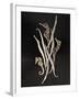 Dried Seahorses and Pipefish-Ken Seet-Framed Photographic Print