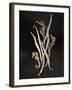Dried Seahorses and Pipefish-Ken Seet-Framed Photographic Print