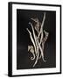 Dried Seahorses and Pipefish-Ken Seet-Framed Photographic Print