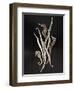 Dried Seahorses and Pipefish-Ken Seet-Framed Photographic Print