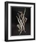 Dried Seahorses and Pipefish-Ken Seet-Framed Photographic Print