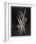 Dried Seahorses and Pipefish-Ken Seet-Framed Photographic Print