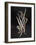 Dried Seahorses and Pipefish-Ken Seet-Framed Photographic Print