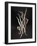 Dried Seahorses and Pipefish-Ken Seet-Framed Photographic Print