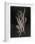 Dried Seahorses and Pipefish-Ken Seet-Framed Photographic Print