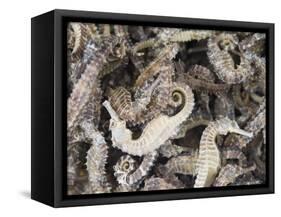 Dried Seahorses for Sale in Seafood Shop, Chinatown, Singapore, South East Asia-Amanda Hall-Framed Stretched Canvas