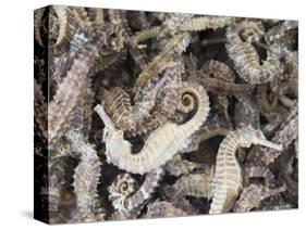 Dried Seahorses for Sale in Seafood Shop, Chinatown, Singapore, South East Asia-Amanda Hall-Stretched Canvas