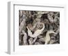 Dried Seahorses for Sale in Seafood Shop, Chinatown, Singapore, South East Asia-Amanda Hall-Framed Photographic Print