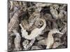 Dried Seahorses for Sale in Seafood Shop, Chinatown, Singapore, South East Asia-Amanda Hall-Mounted Photographic Print